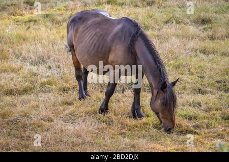 Auvergne cavallo, cavallo mare pascolo nella campagna estiva francese. Foto Stock