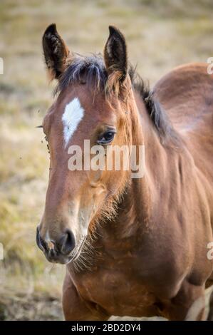 Auvergne cavallo, cavallo foal pascolo nella campagna estiva francese. Foto Stock