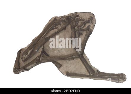 Pterodactyl fossile su sfondo bianco Foto Stock