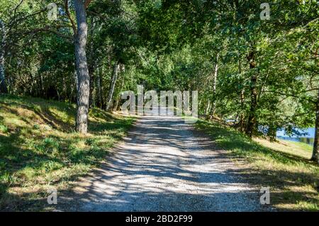 Passeggiata sotto gli alberi in una giornata estiva di sole con ombre e luci sulla strada. Foto Stock