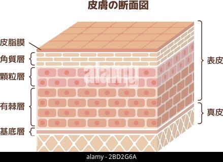 Strato di illustrazione della pelle umana Illustrazione Vettoriale