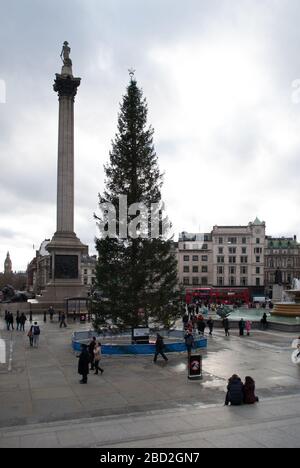 Albero di Natale 2013 a Trafalgar Square, Charing Cross, Londra WC2N 5DN Foto Stock