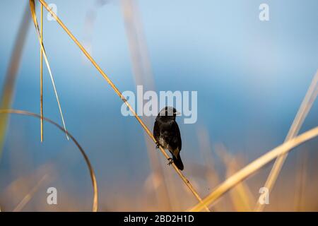 pied bush chat o saxicola caprata arroccato con uno sfondo bellissimo e colorato al jim corbett national park o tigre reserve, uttarakhand, india Foto Stock