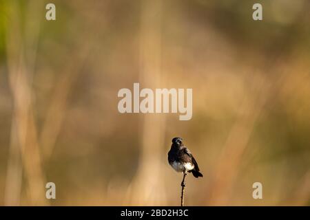 pied bush chat o saxicola caprata arroccato con uno sfondo bellissimo e colorato al jim corbett national park o tigre reserve, uttarakhand, india Foto Stock