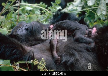 Monte Gorilla (Gorilla gorilla beringei) neonato riposato sulla madre, Parco Nazionale dei Vulcani, Rwanda. Foto Stock