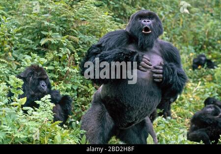 Gorilla montagna (Gorilla gorilla beringei) argentata maschio petto battente, Parco Nazionale Vulcani, Rwanda. Foto Stock