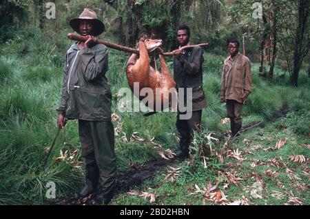 Ranger ritorna con il bushbuck trovato nella trappola del poacher, Parco Nazionale dei Vulcani, Ruanda. Foto Stock