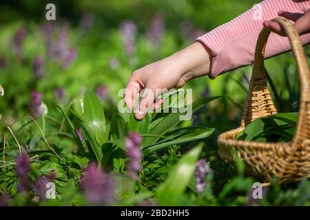 Donna raccolta, raccolta di aglio fresco orso nella foresta, aglio selvatico, erborismo, concetto alimentare Foto Stock