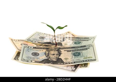 Germogli verdi di recupero finanziario - immagine di concetto di una pianta giovane che cresce attraverso un mucchio di dollari americani - sfondo bianco Foto Stock