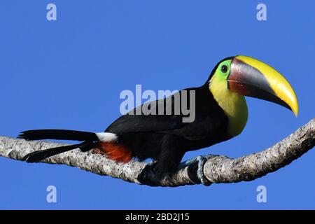 TOUCAN CON GOLA GIALLA. Foto Stock