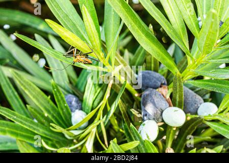 Milkweed asassin bug (Zelus longipes). Florianopolis, Santa Catarina, Brasile. Foto Stock