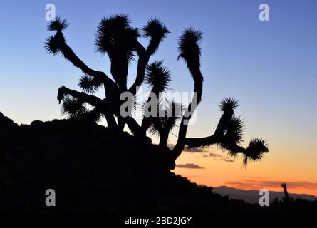 Una silouette di joshua tree all'alba nel Joshua Tree Nationalpark california Foto Stock