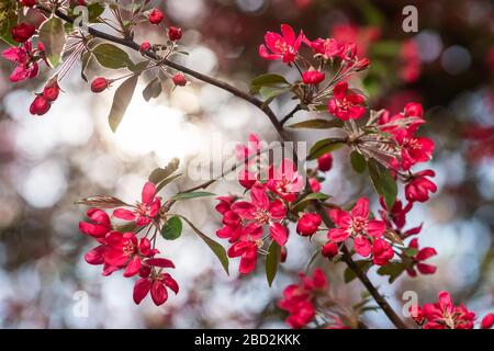 Red crab apple fiori su un albero di mele vicino fino in spirng Foto Stock