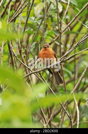 Cannella Flycatcher (Pyrhomyias cinnamomeus) adulto arroccato sul ramo Leymebamba; Perù marzo Foto Stock