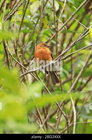 Cannella Flycatcher (Pyrhomyias cinnamomeus) adulto arroccato sul ramo Leymebamba; Perù marzo Foto Stock