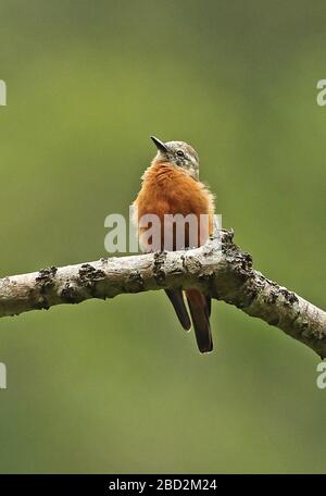 Scogliera Flycatcher (Hirundinea ferruginea sclateri) adulto arroccato su ramo morto nord Perù febbraio Foto Stock