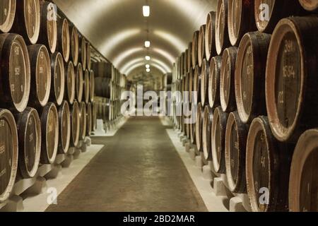 Sfondo delle botti di vino nelle volte. Supporti misti. Interno della volta del vino con botti di legno. Foto Stock