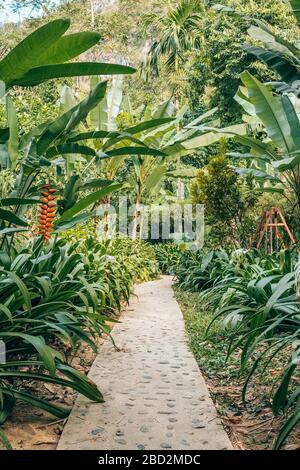 Stretto sentiero attraverso una lussureggiante giungla tropicale foresta con palme e alberi di banane Foto Stock
