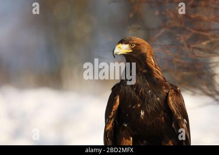 Steppa Aquila, Aquila nipalensis, in inverno vicino alla foresta Foto Stock
