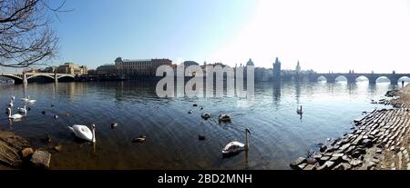 Swans nuotare nel fiume Charles, Praga Foto Stock