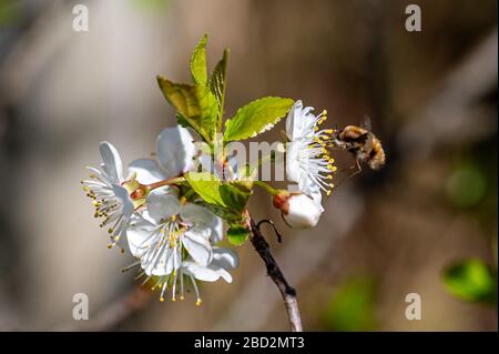 Bombylius major, che si nutrono della fioritura dei ciliegi. La larva delle api-mosca si nutre sulle grubs delle api che abitano a terra, ponendo le uova vicino al entr del nido Foto Stock