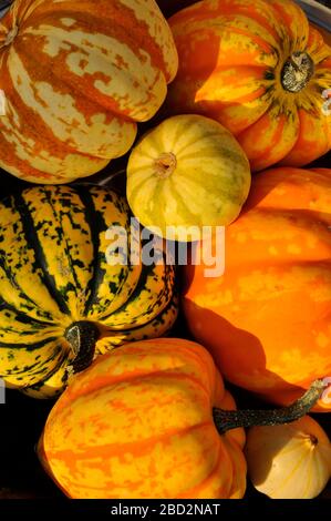 Una selezione di squash e gourds coltivati all'aperto nel Regno Unito. Frome, Somerset. Foto Stock