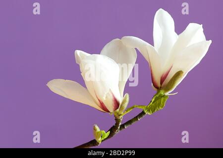 magnolia - fiore - sfondo viola Foto Stock