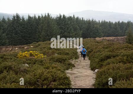 Escursioni a piedi lungo un sentiero verso una pineta nel paesaggio nebbioso delle montagne di Ticknock. Foto Stock