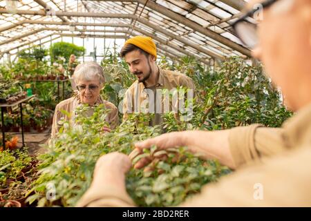 Giovane uomo barbuto in CAP chiedendo nonna circa il giardinaggio mentre lavora con lei in serra Foto Stock