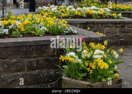 Un letto di fiori rialzato pieno di fiori primaverili in fiore in Baaildon, Yorkshire, Inghilterra. Foto Stock