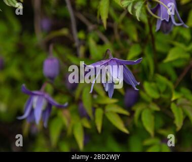 Viola primavera fioritura Clematis Alpina. Foto Stock