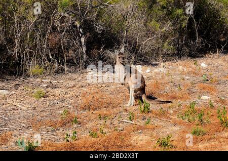 Canguro in habitat naturale. Foto Stock