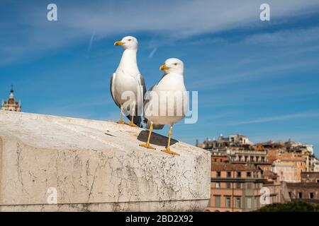 Una vista ravvicinata su un gabbiano di mare che si erge su una ringhiera Foto Stock