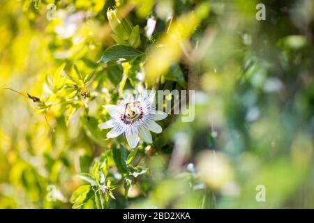 Primo piano di un fiore di passione fiorente circondato dal verde ivy alla luce del mattino presto Foto Stock