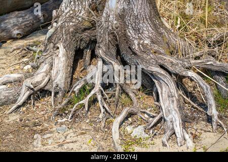 Radici in un'area ricreativa locale al lago di costanza Foto Stock