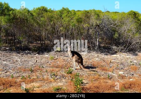 Canguro in habitat naturale. Foto Stock