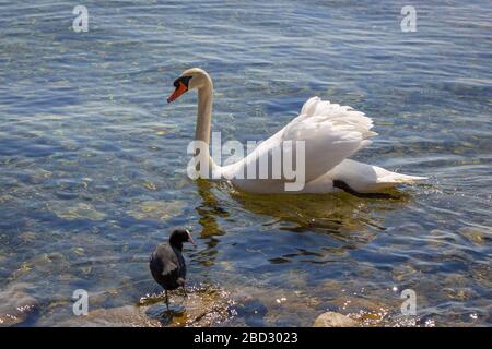 Rilassatevi in un'area ricreativa locale sul lago di costanza Foto Stock