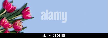 Banner Web di saluto con bouquet di tulipani su sfondo blu e posto per il tuo testo. Foto Stock