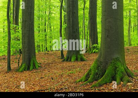 Vecchi faggi giganti in primavera, verde fresco, bosco naturale di faggi, riserva forestale Kleinengelein, Steigerwald, bassa Franconia, Baviera, Germania Foto Stock