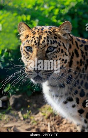 Amur leopardo (Panthera pardus orientalis), adulto, ritratto, allerta, prigioniero, Inghilterra Foto Stock