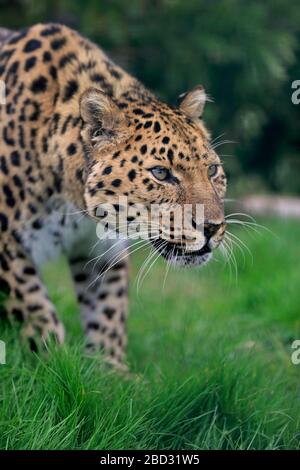 Amur leopardo (Panthera pardus orientalis), adulto, ritratto, allerta, prigioniero, Inghilterra Foto Stock