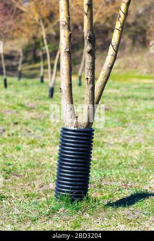 Recinzione di plastica così che i castori non masticano su alberi maturi. I lumberjacks esperti non possono ottenere i loro denti su di loro Foto Stock