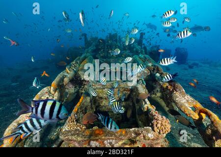 Sciame Sfissortail sergeants (Abudefduf sexfasciatus), catena di ancoraggio, verricello di ancoraggio, naufragio, SS Thistlegorm, Mar Rosso, Shaab Ali, penisola del Sinai Foto Stock