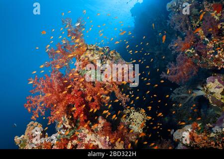 Coralli molli di Klunzinger (Dendronephthya klunzingeri) sulla parete della barriera corallina, shoal Sea goldies (Pseudanthias squamipinnis) Mar Rosso, Sharm el Sheik Foto Stock