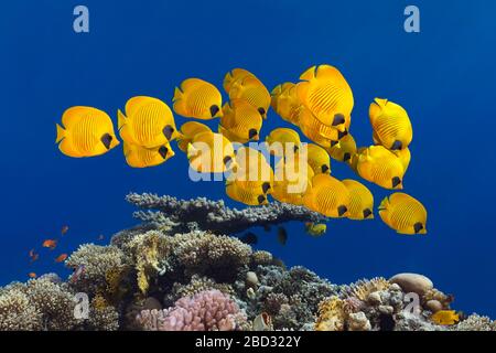 Tiepido Bluecheek Butterflyfishs (Chaetodon Semilarvatus), Mar Rosso, Egitto Foto Stock