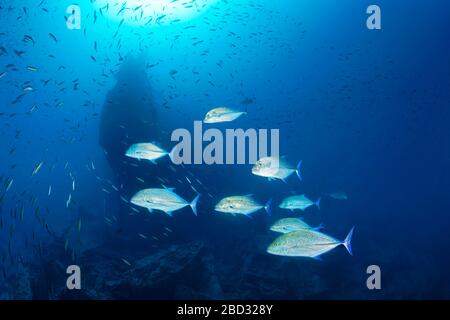 Sciame trevally di rosso (Caranx melampygus) al relitto della SS-Thistlegorm, Mar Rosso, Sharm el Sheikh, Shaab Ali, penisola del Sinai, Egitto Foto Stock