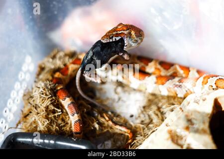 Serpente di mais mangiare un topo morto del bambino Foto Stock