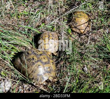 Tartaruga con due figli in un campo, Israele Foto Stock