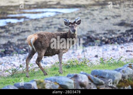 Cervo rosso dall'acqua nelle Highlands scozzesi Foto Stock