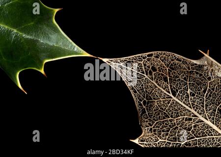 Foglia di agrifoglio verde accanto a delicato scheletro telaio di una foglia agrifoglio decomposta che mostra vene scheletriche sinistra dietro dopo che la foglia si è decomposta, Foto Stock